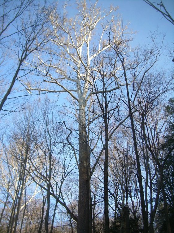 large sycamore.JPG