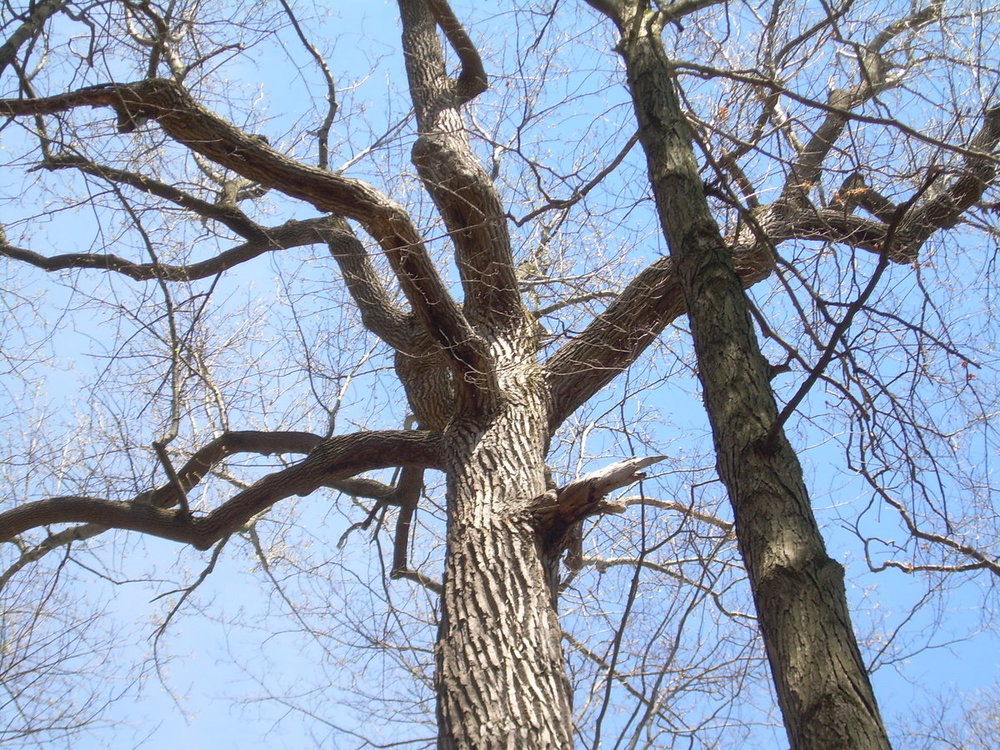 N.Chagrin tuliptree.JPG