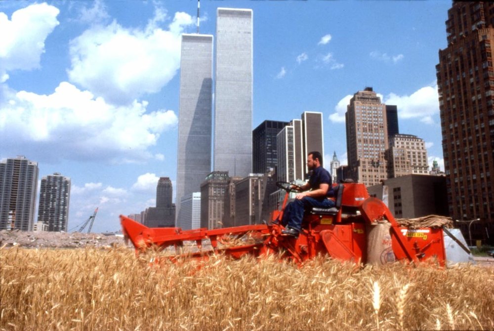 wheat.thumb.jpg.168fdcc342c39ca4dd4d41dc51899fce.jpg