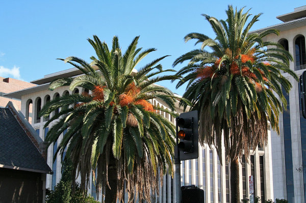 LosAngeles73.jpg