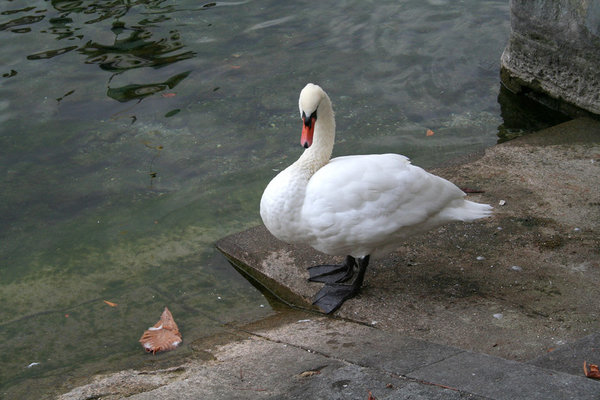 Lucerne42.jpg
