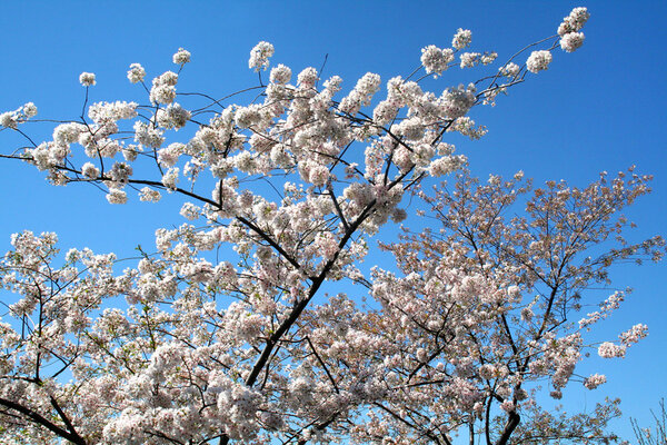 09AprilDC20.jpg