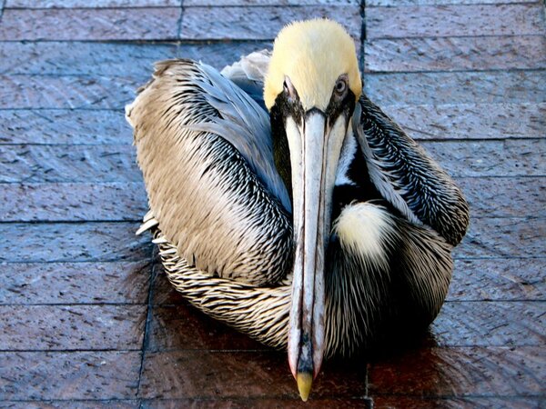 tampa_067.jpg