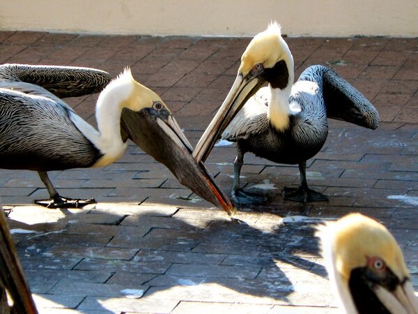 tampa_077.jpg